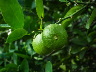 lime on tree