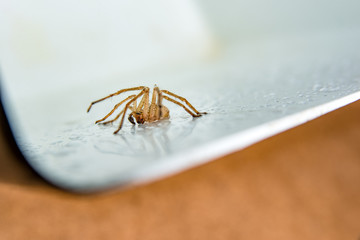 brown spider on a white background