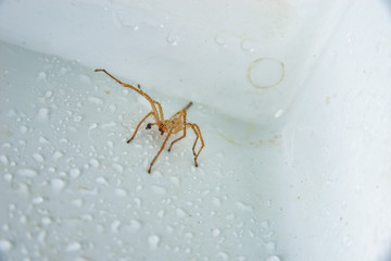 brown spider on a white background
