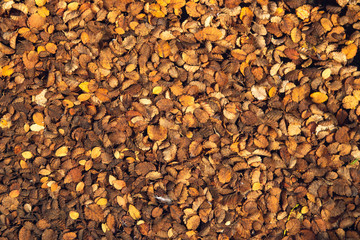 background of dry leaves