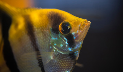 Close up photo of an Angel Fish (Pterophyllum scalare) in a fish tank. The fish is golden with...