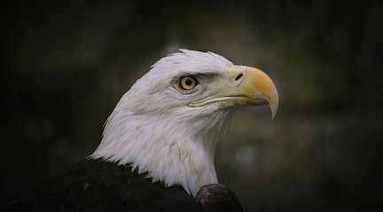 bald eagle