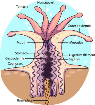 Vector illustration of a sessile filter feeding coral polyp with labeled parts.