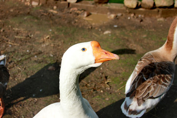 Obraz premium White goose head. Cute blue eye close up. Domestic bird outdoors
