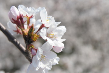 桜