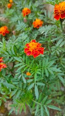 red and yellow flowers