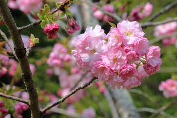 優雅な楊貴妃桜