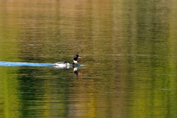 穏やかな水面をのんびりと泳ぐウミアイサ　オス