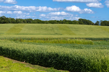 Young cereal field in late spring with vibrant colors. Agricultural background.