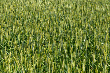 Young cereal field in late spring with vibrant colors. Agricultural background.