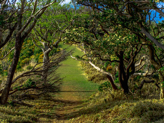 Fototapeta premium 【静岡県伊豆半島】伊豆山稜線歩道からの風景【春・達磨山付近】