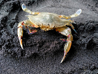 Crab with sand. Crab isolated on sand background. ( Crabs on a beach sand )