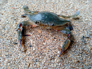 Crab with sand. Crab isolated on sand background. ( Crabs on a beach sand )