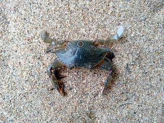 Crab with sand. Crab isolated on sand background. ( Crabs on a beach sand )
