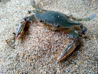 Crab with sand. Crab isolated on sand background. ( Crabs on a beach sand )