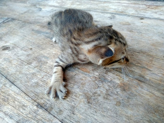 little cat / baby kitten on a wooden table. A kitten who loses a mother. Kitten that are still hard to walk and run.