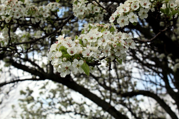 Spring Flowers