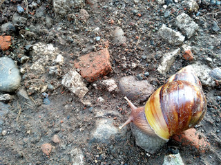 Big snail in shell crawling on road, summer day in garden, A garden snail is looking for food, edible snail or escargot, is a species of large and edible. ( Siput, Bekicot or Snail )