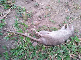 Rat die on ground. Dead rat or dead mouse with feet and long tail.
