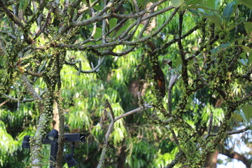 Botanical Garden Singapore