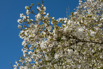 Magnolia stellata, sometimes called the star magnolia, is a slow-growing shrub or small tree native to Japan. It bears large, showy white or pink flowers in early spring, before its leaves open.