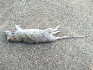 Rat die on ground. Dead rat or dead mouse with feet and long tail.