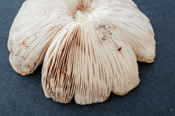 Closeup Of Mushroom Gills