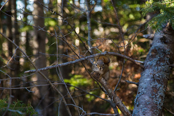 Cute squirrel on a trail in a canadian park