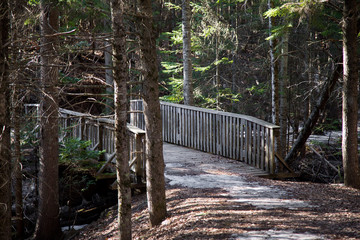 Beautiful bridge on a forest trail in a Canadian park