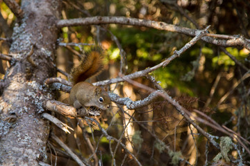 Cute squirrel on a trail in a canadian park