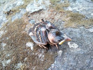 A small bird / baby bird on a rock. Small bird that fall from the nest. Small bird that can't fly yet.