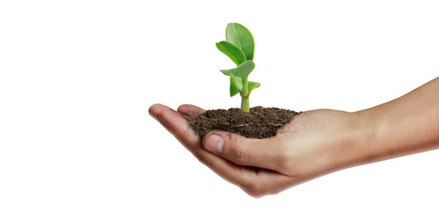 Fototapeta na wymiar Human hands holding sprout young plant.environment Earth Day In hands of trees growing seedlings