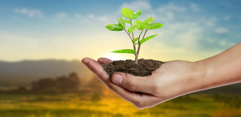 Human hands holding sprout young plant.environment Earth Day In hands of trees growing seedlings