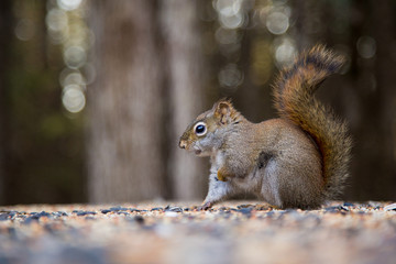 Naklejka na ściany i meble Cute squirrel on a trail in a canadian park