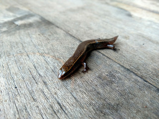 Lizard on a wood background. ( short-tailed lizards, the lizard tail starts to grow, long tail lizard )