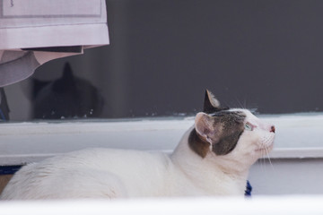 Obraz premium cat