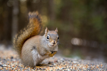 Cute squirrel on a trail in a canadian park