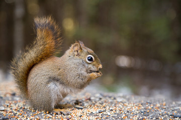 Cute squirrel on a trail in a canadian park