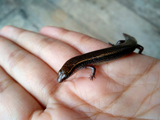 Lizard on a wood background. ( short-tailed lizards, the lizard tail starts to grow, long tail lizard )