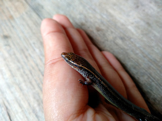 Lizard on a wood background. ( short-tailed lizards, the lizard tail starts to grow, long tail lizard )