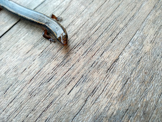 Lizard on a wood background. ( short-tailed lizards, the lizard tail starts to grow, long tail lizard )