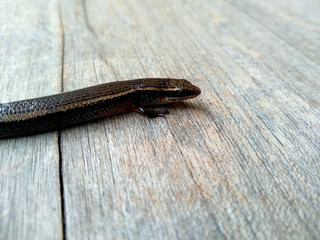 Lizard on a wood background. ( short-tailed lizards, the lizard tail starts to grow, long tail lizard )