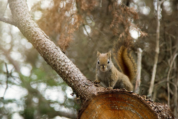 Cute squirrel on a trail in a canadian park
