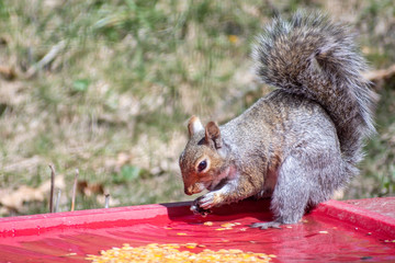 A gray squirrel is picking up and eating corns from a water container at spring weather	