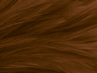 Beautiful abstract white and brown feathers on white background and soft yellow feather texture on white pattern and yellow background, feather background, gold feathers banners