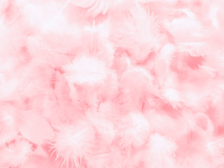 Beautiful abstract white and pink feathers on white background and soft white feather texture on pink  pattern and pink background, feather background, pink banners