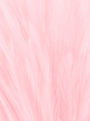 Obraz premium Beautiful abstract white and pink feathers on white background and soft white feather texture on pink pattern and pink background, feather background, pink banners