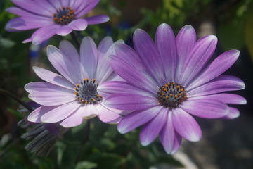 Obraz premium 紫の花