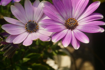 Obraz premium 紫の花