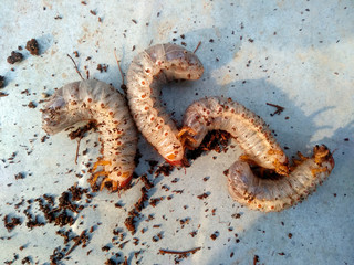 Image of grub worms, Coconut rhinoceros beetle ( Oryctes rhinoceros ), Larva on the ground.